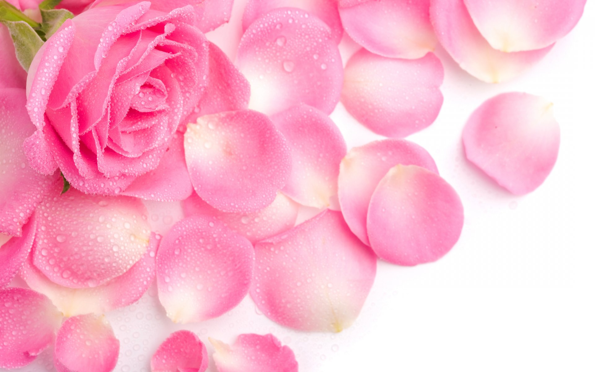 rose petals pink rosa