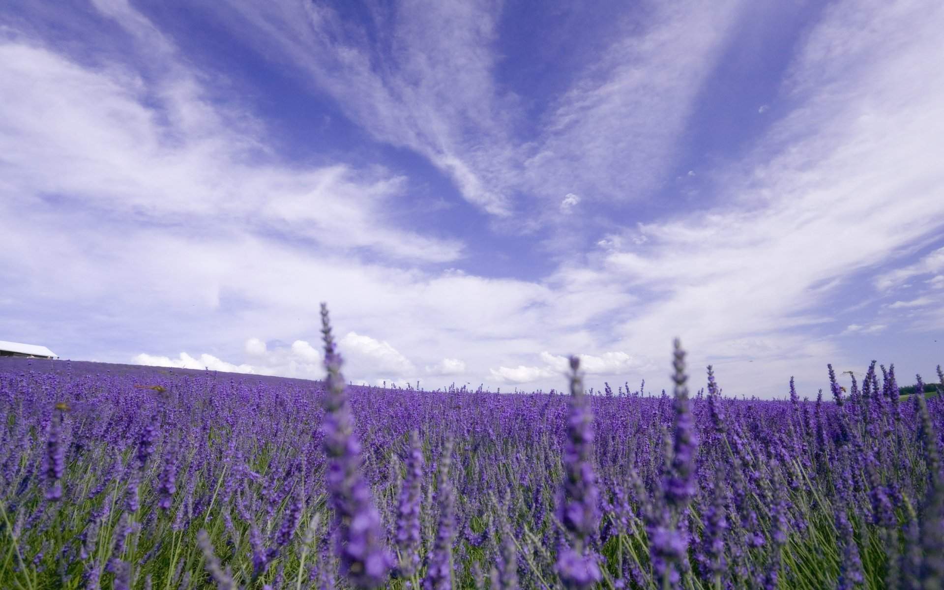 nature the field flower lavender sky cloud