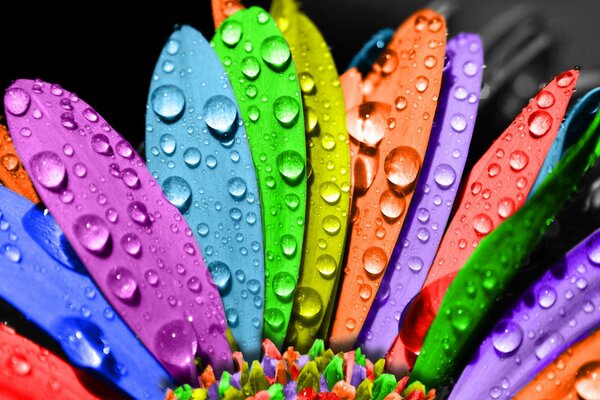 Flower-semitsvetik in dew drops
