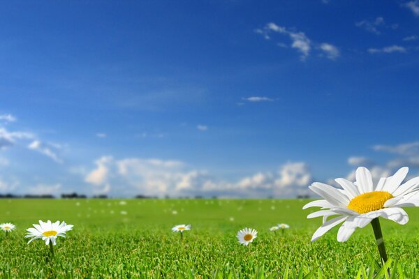 Blue sky. Green field with daisies