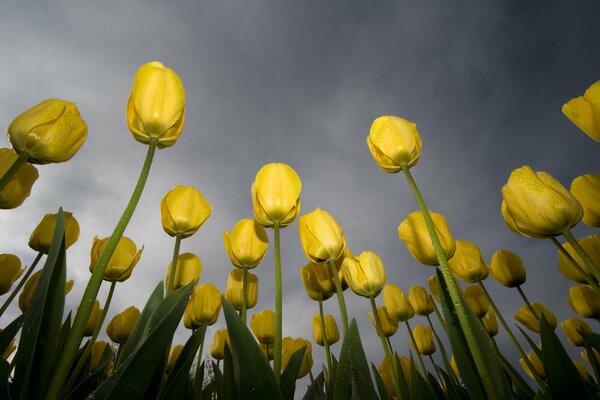 Tulips stretch high to the gray sky