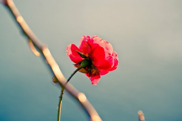 Beautiful red lonely rose