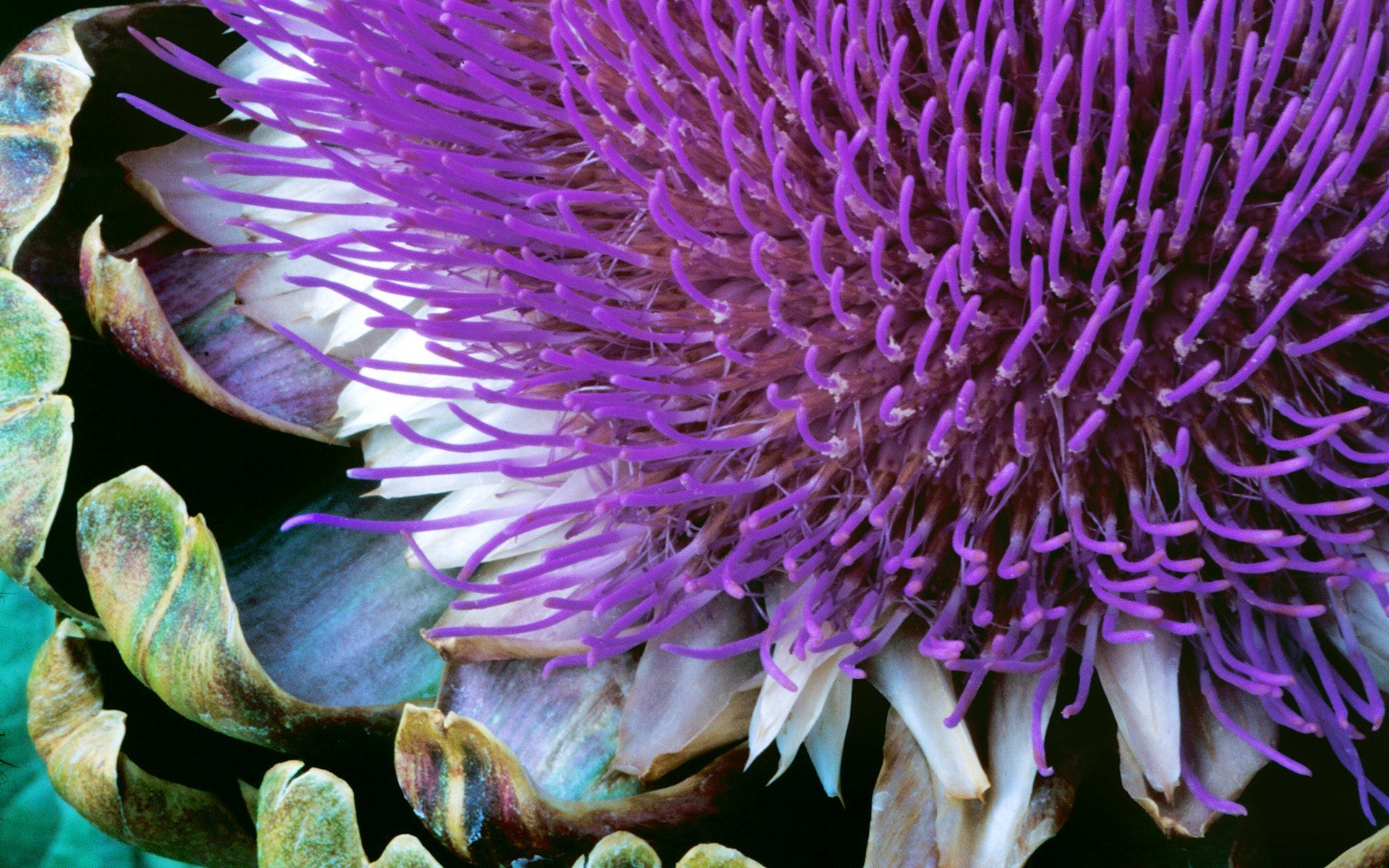 windows 7 seven plant flower