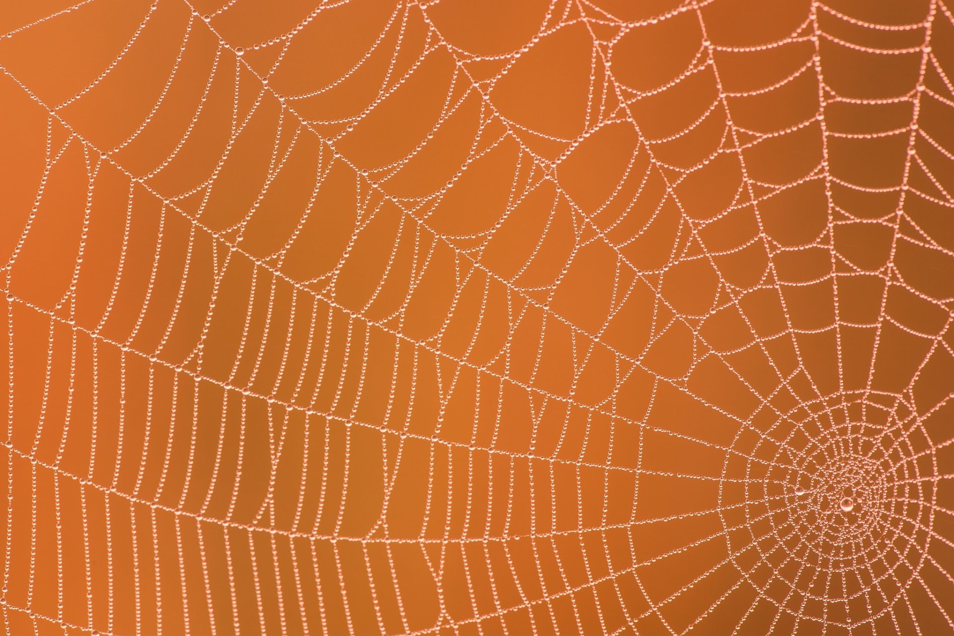 web rosa drops close up background