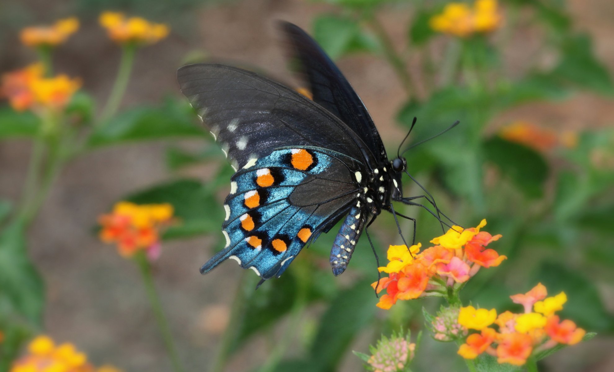 nature flower butterfly moth
