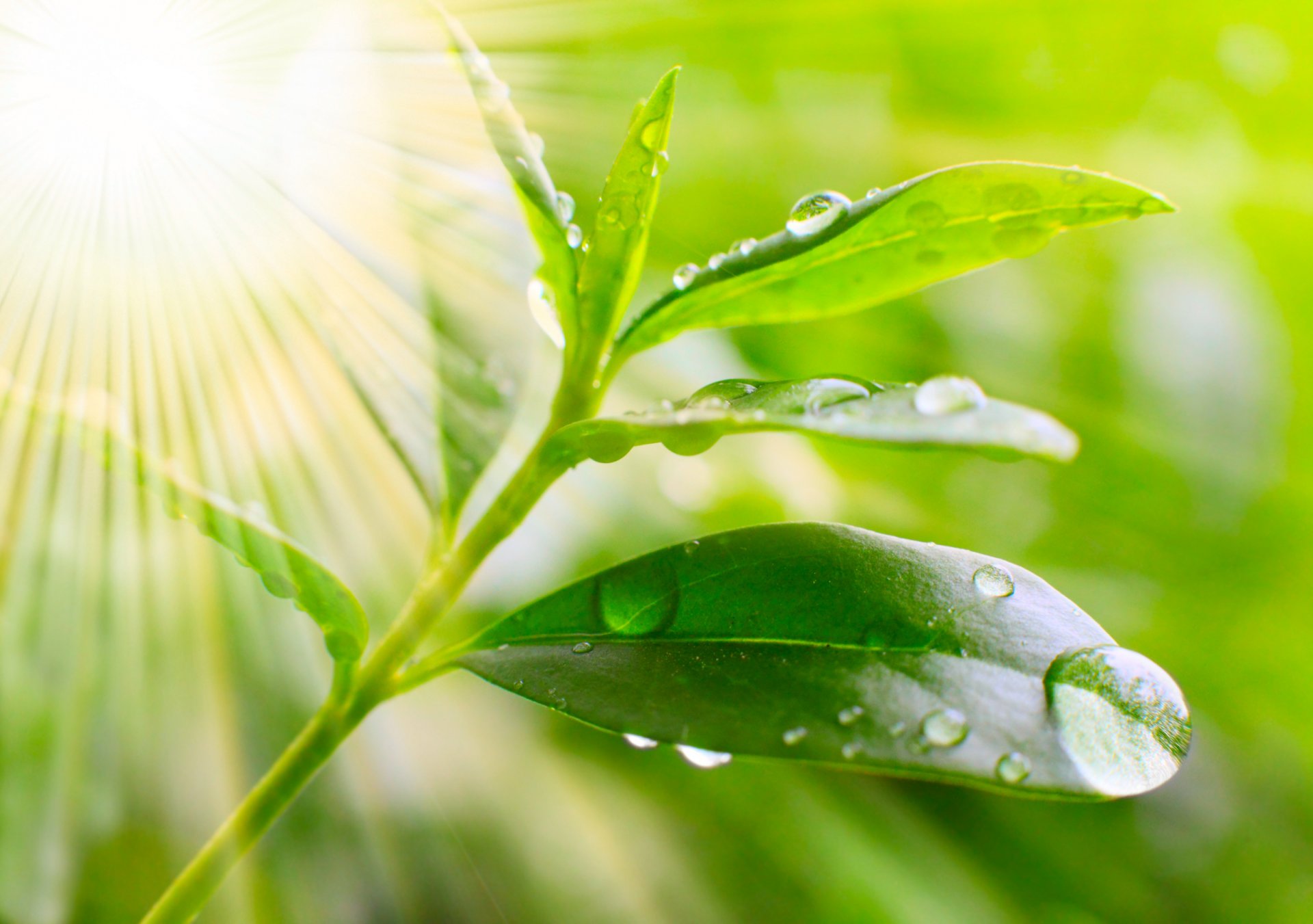 nature macro leaf dew droplets morning sun rays macro leaf dew drops in the morning