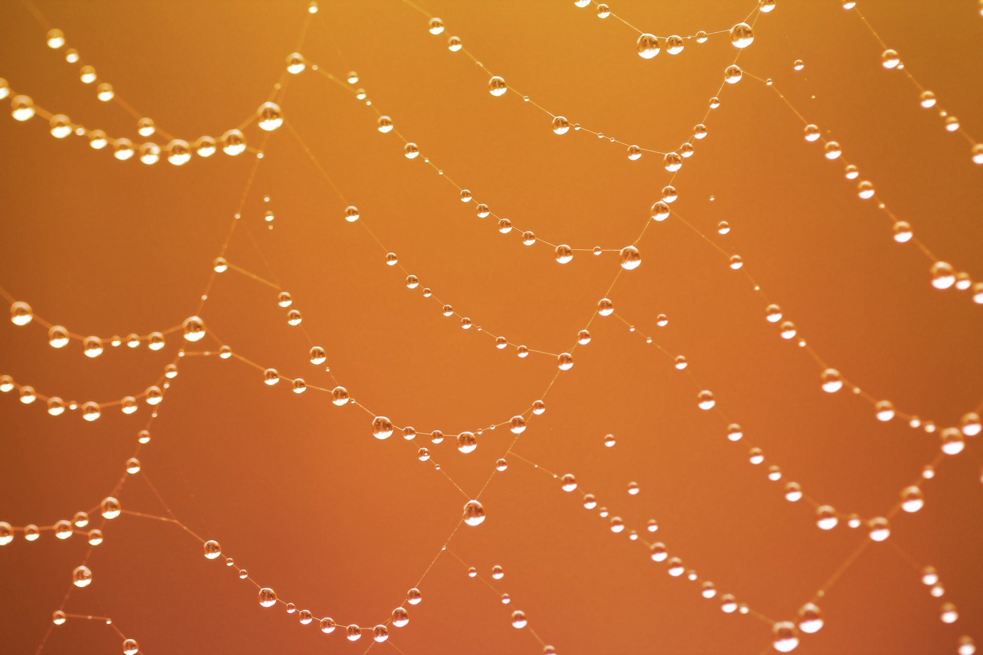 web rosa drops close up background