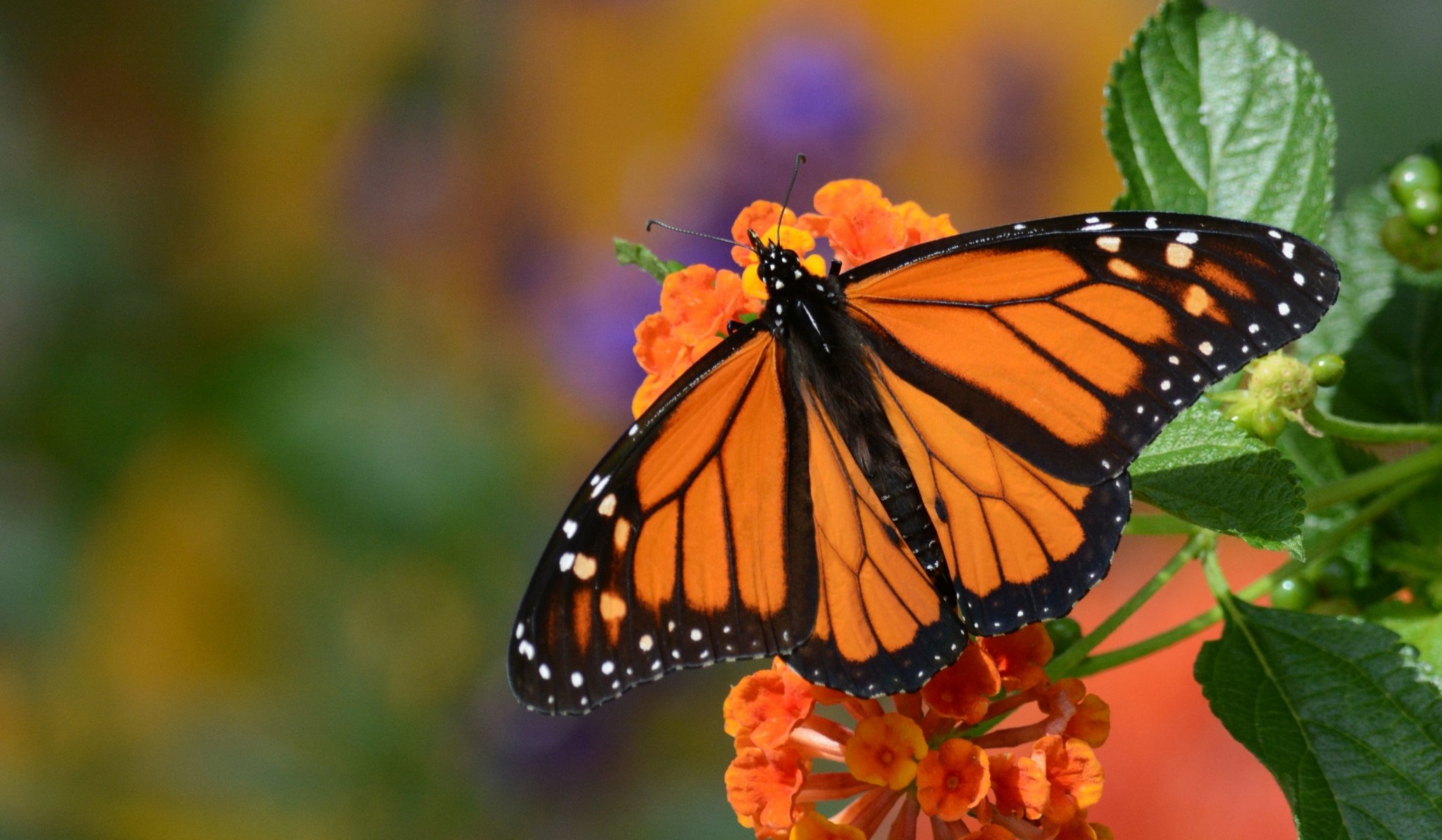 monarch butterfly monarch butterfly flower close up