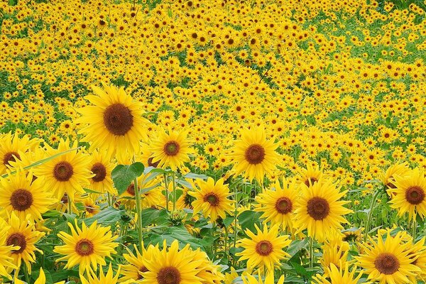 A large field of flowering sunflowers