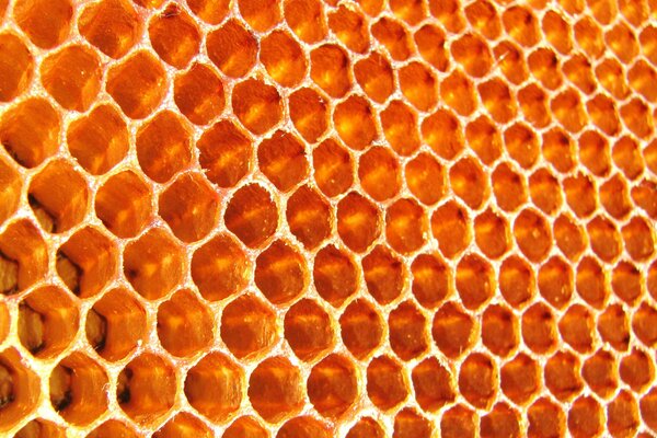 Photo bee empty honeycombs