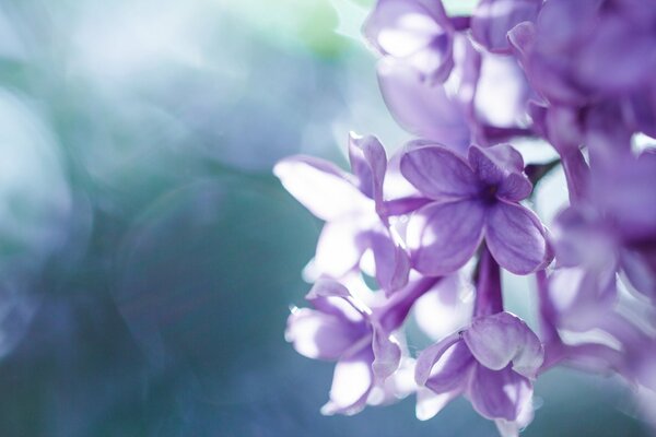 Lilac flowers on a pastel background