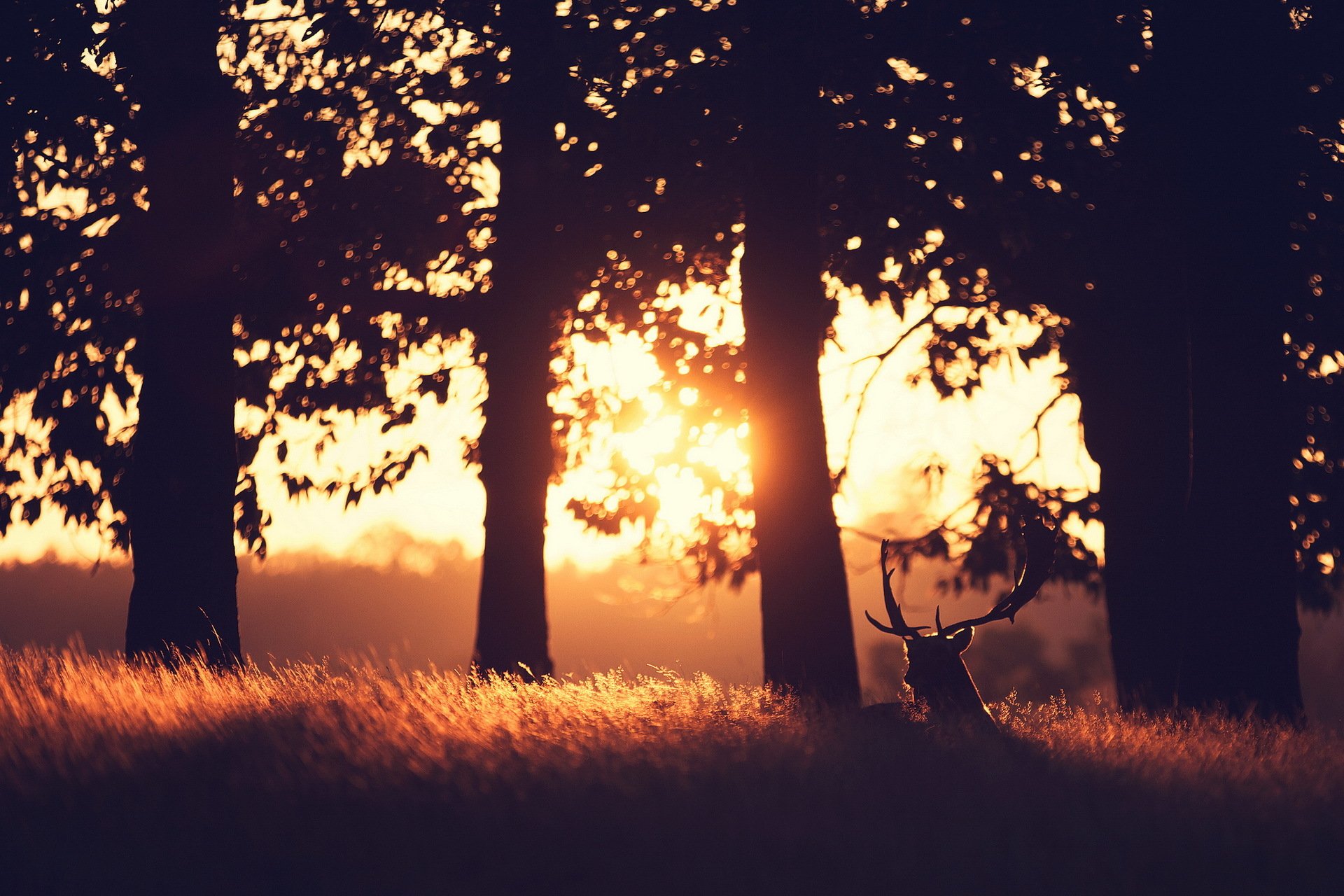reindeer morning forest light landscape