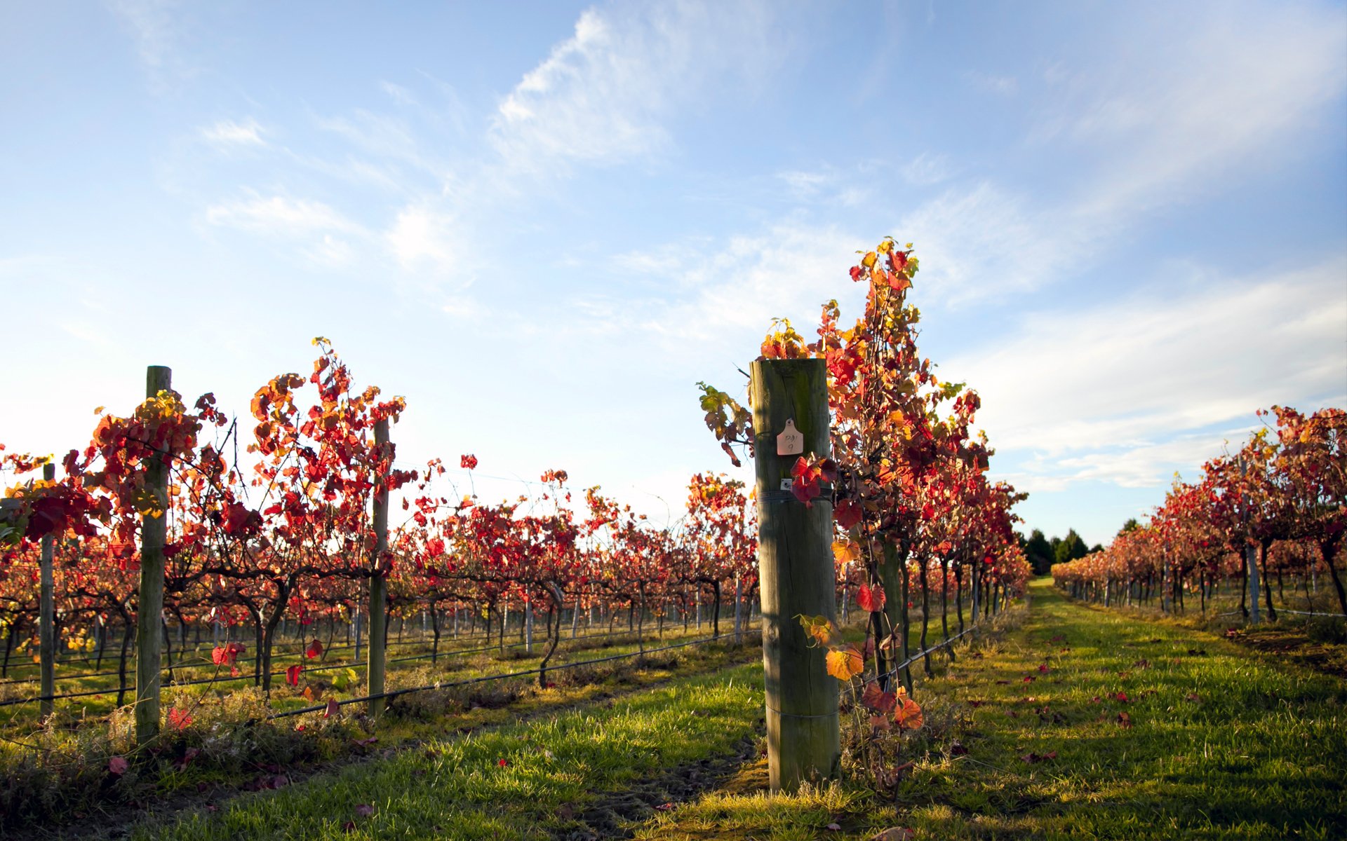 vineyard grapes night sky vine leave
