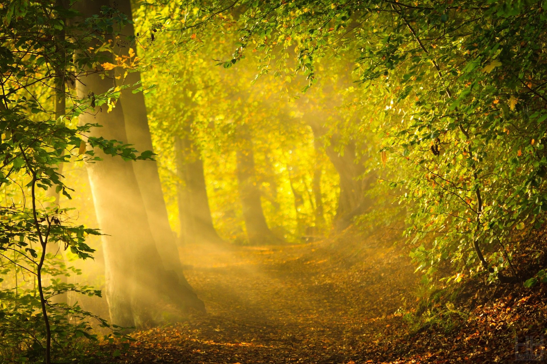 nature tree trees leaves leaves leaves green sun bright background wallpaper widescreen fullscreen widescreen widescreen