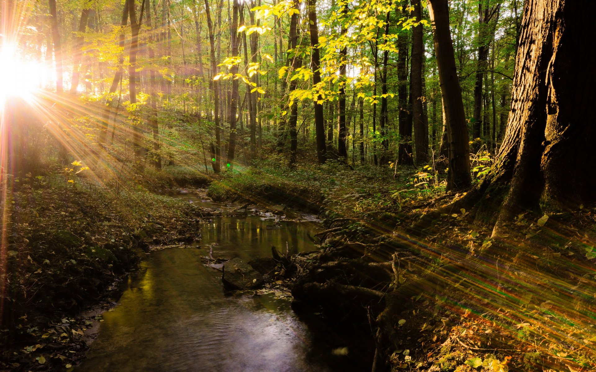 forest tree light nature