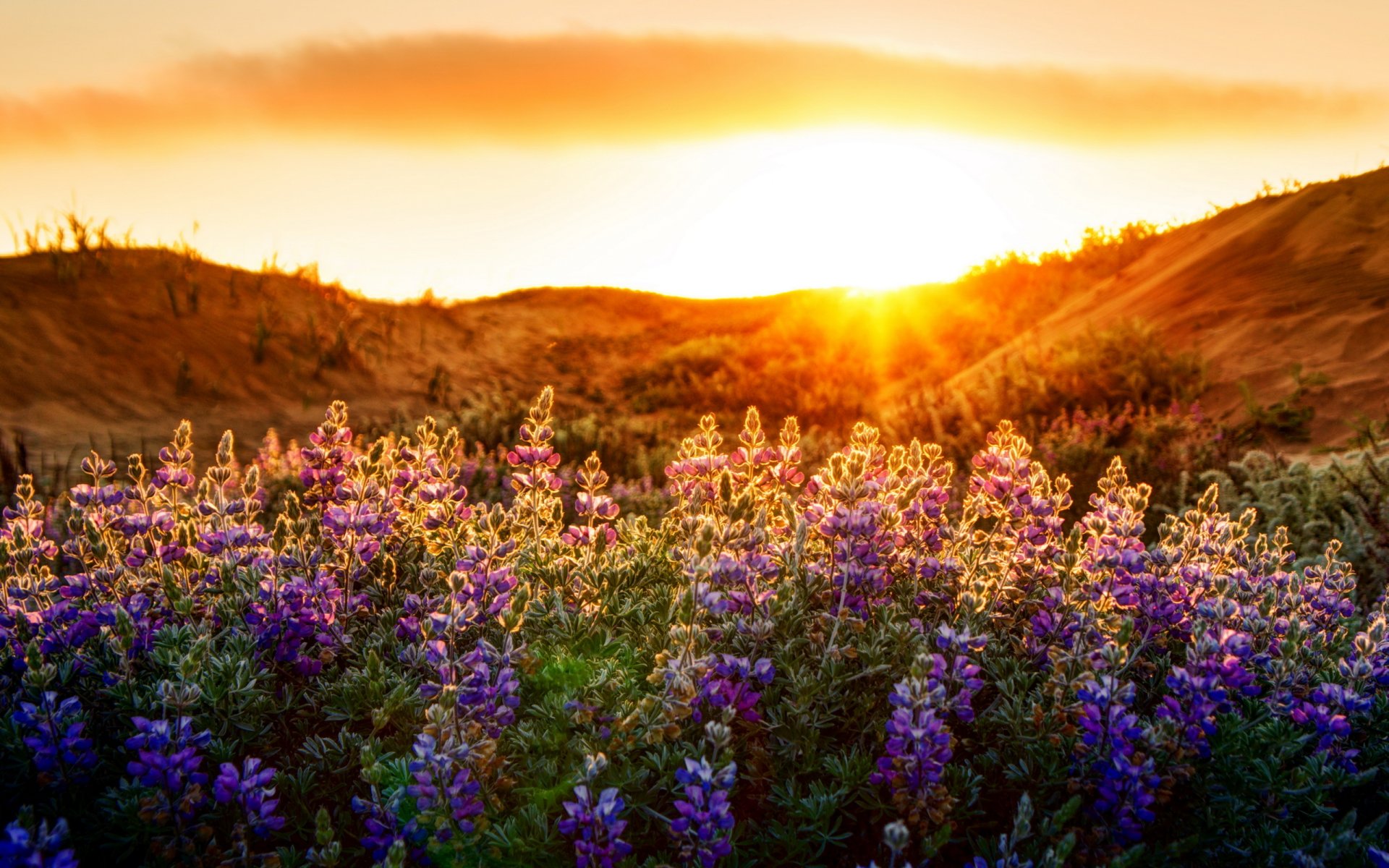 flower light nature landscape