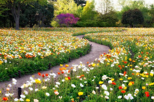 A glade of flowers. Summer and the park