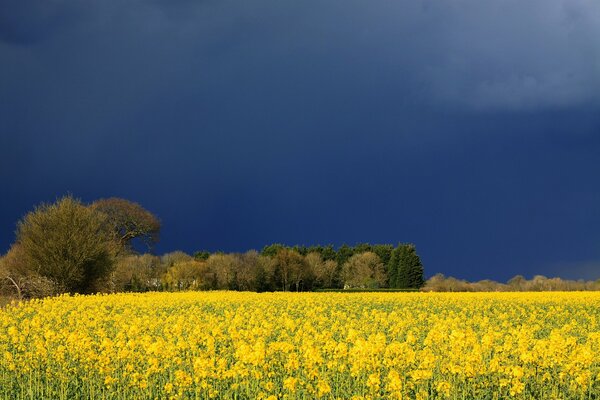 Images of the field before a thunderstorm