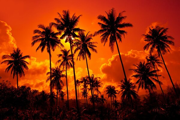 Coconut palms on the background of sunset