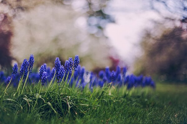 Beautiful blue flowers on juicy green grass