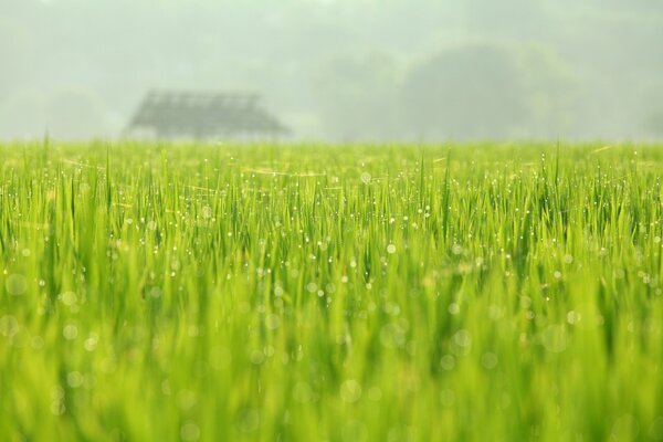 Green field after rain in dew drops