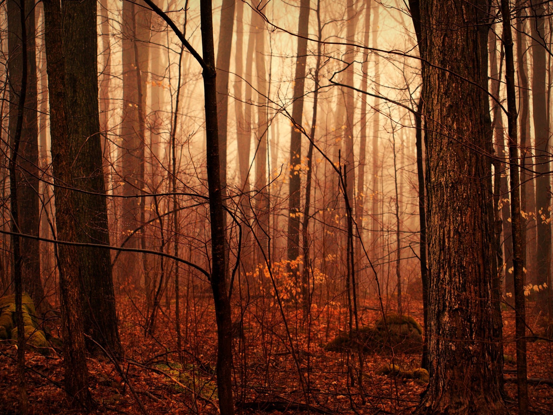 autumn forest after the rain moisture drops haze nature