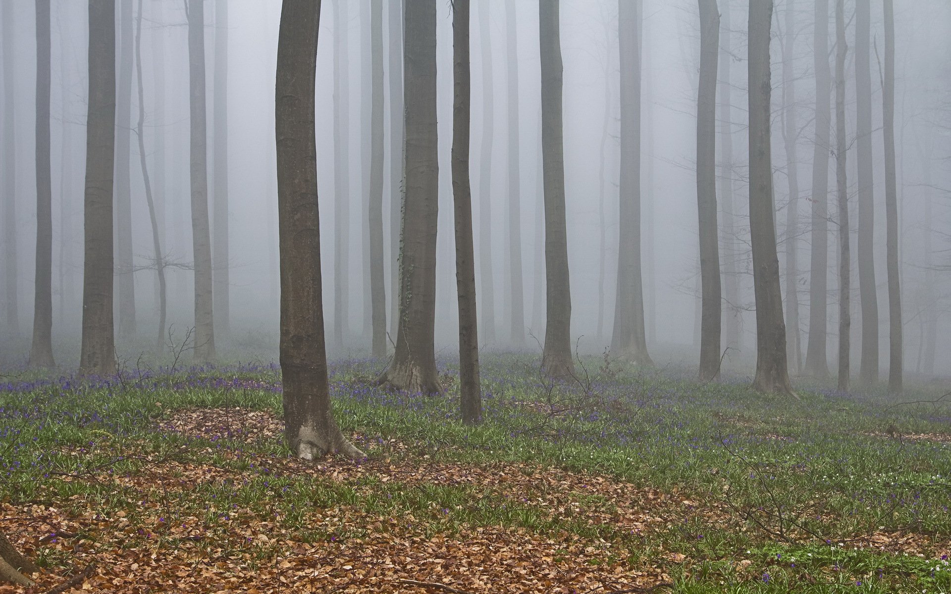 forest tree fog nature