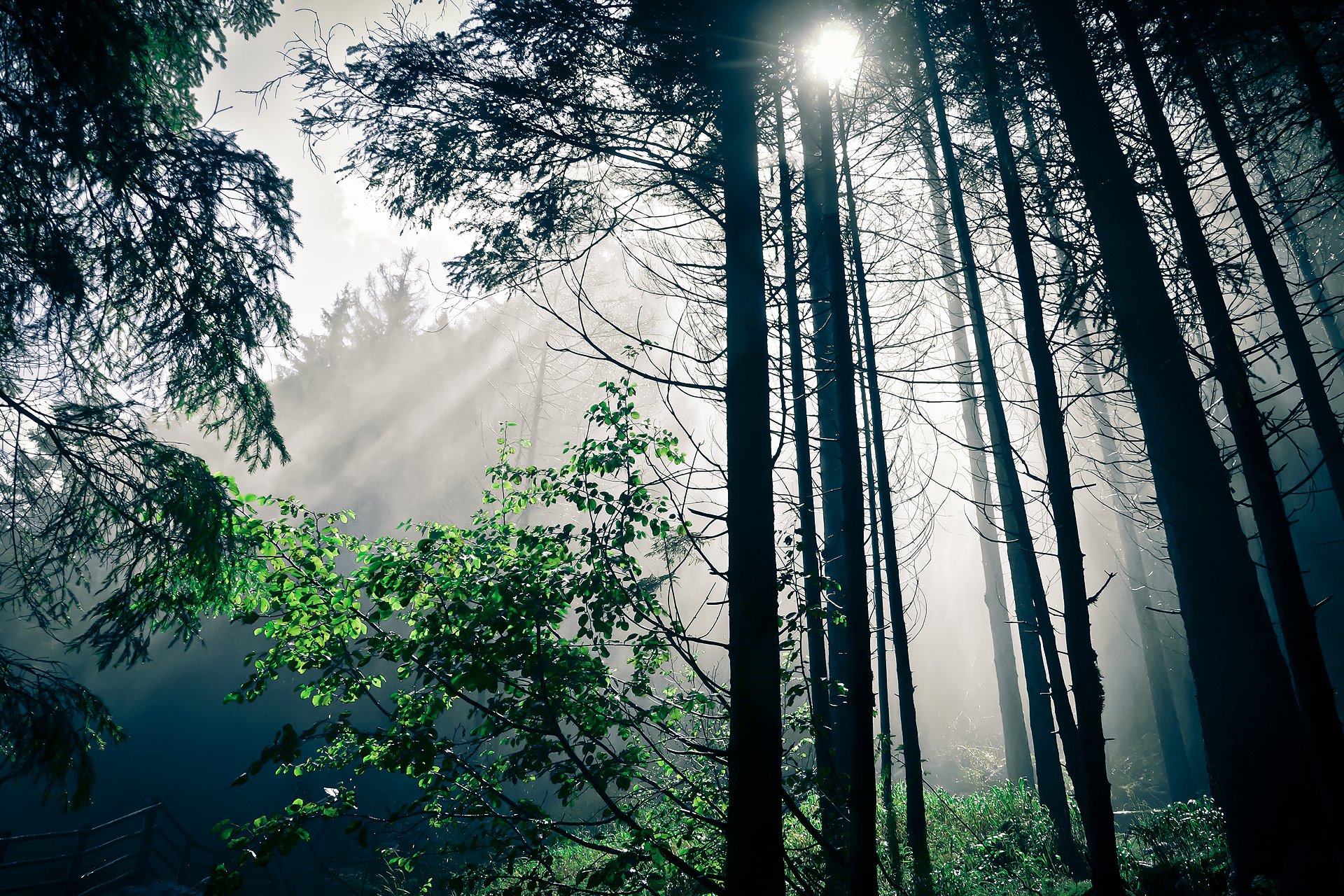 nature forest light tree sun