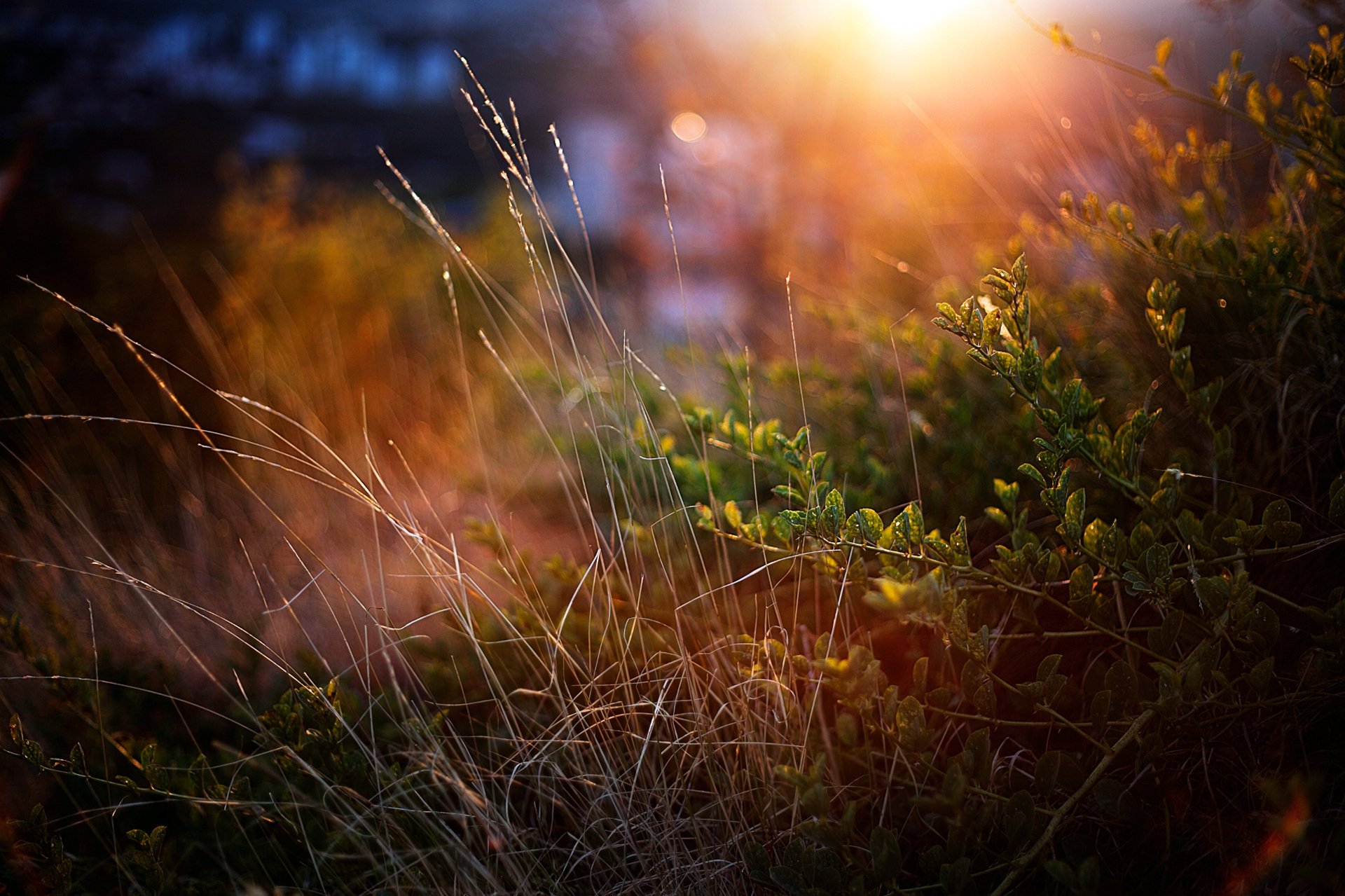 grass bush green close up sunset