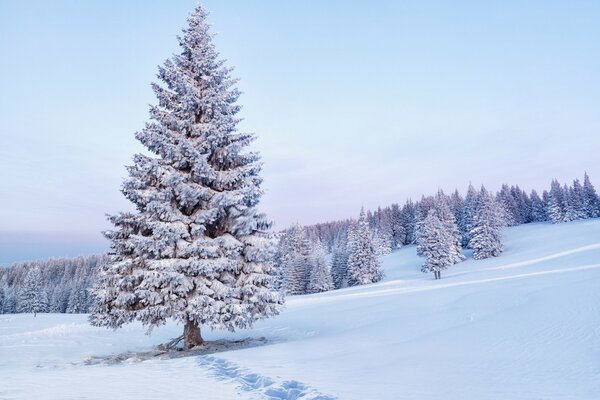 Powdered winter spruce in the field