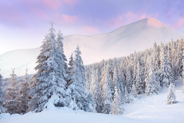 White pine forest in winter