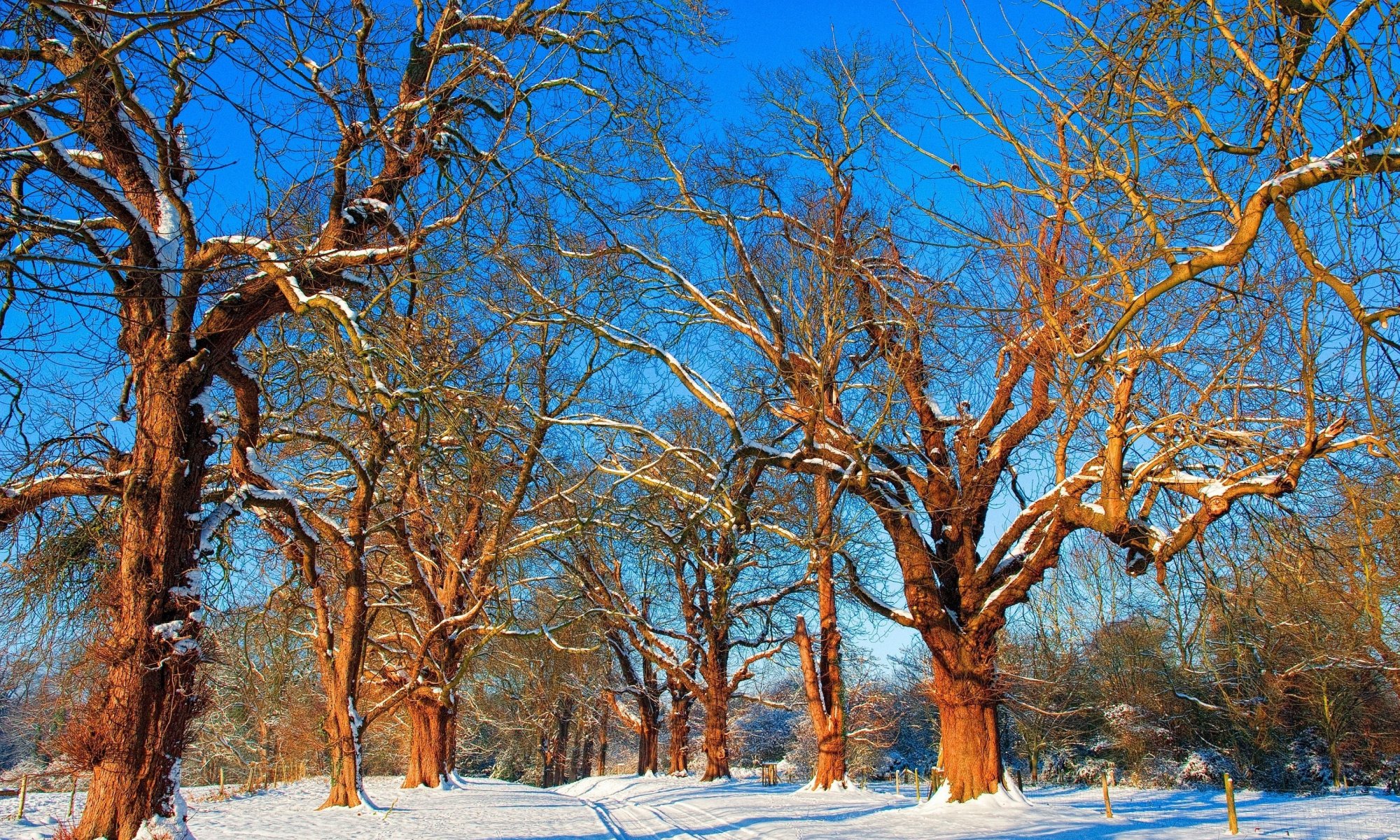 nature tree branches. snow winter