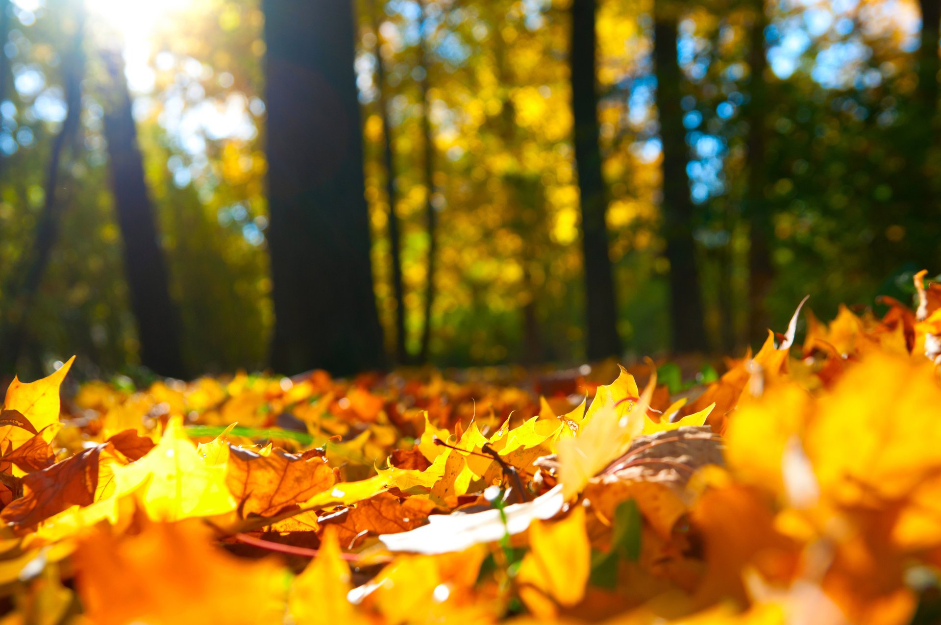 leaves autumn forest tree