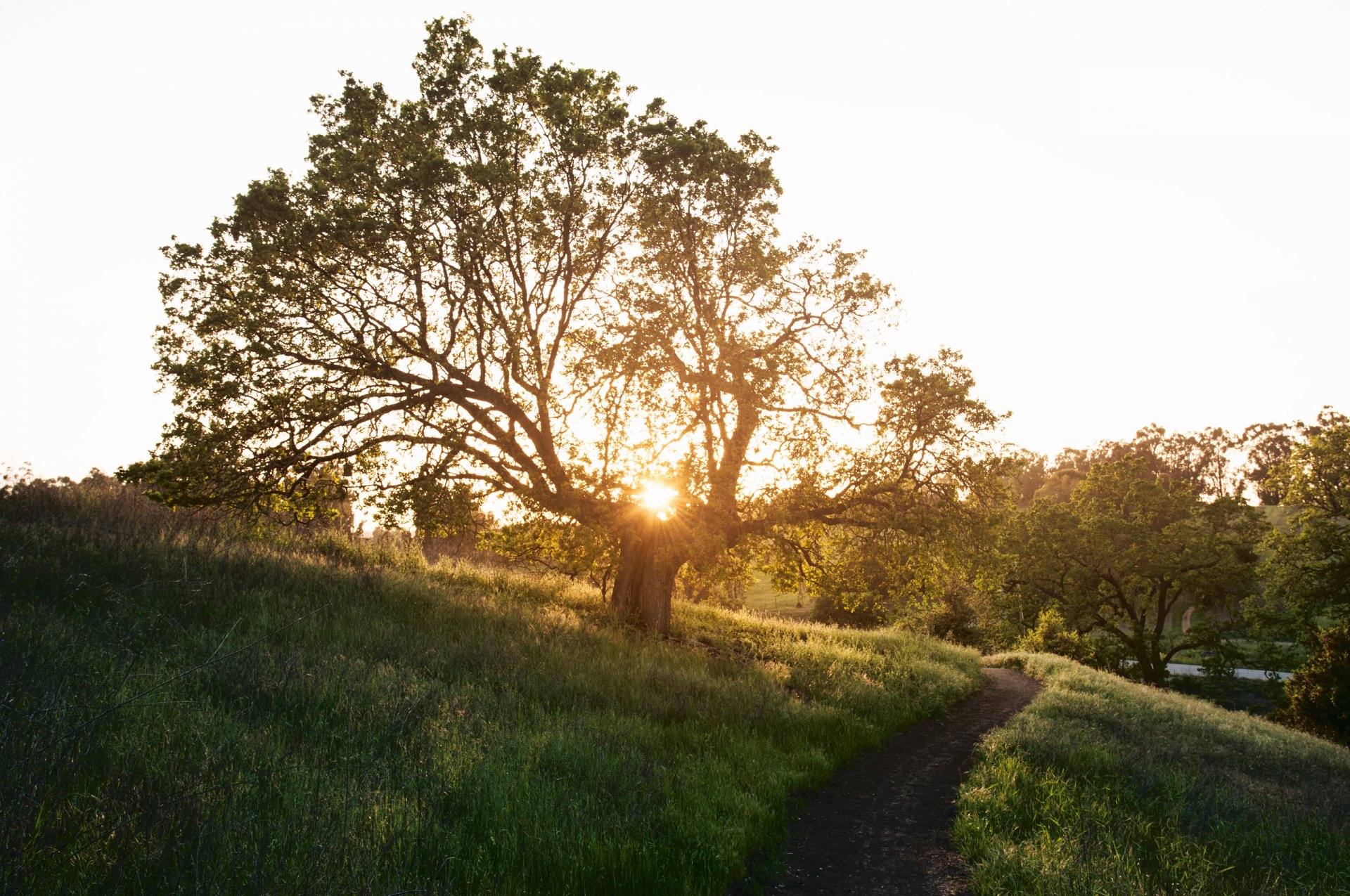 nature spring tree trail stitch grass sun ray