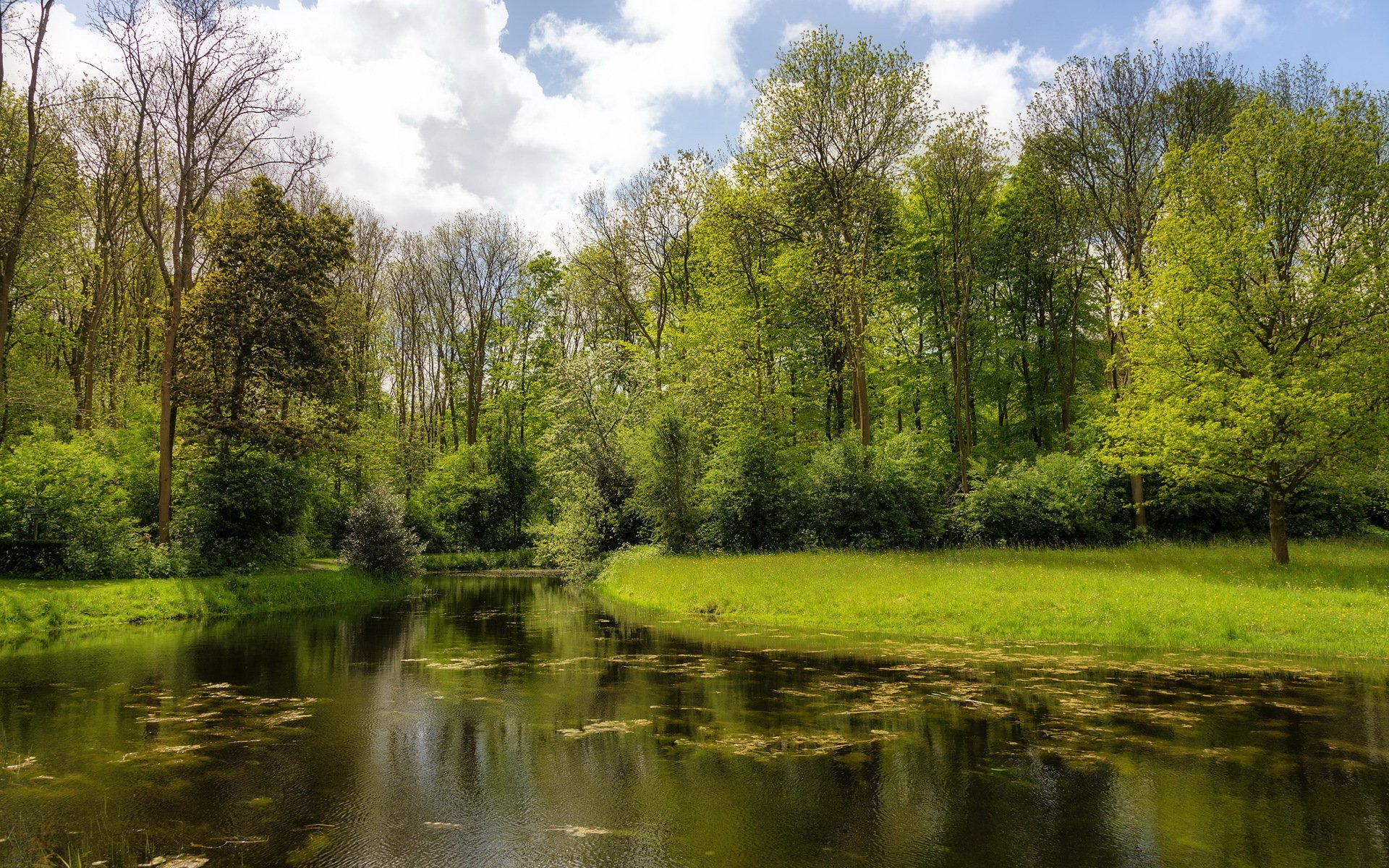 river tree nature summer