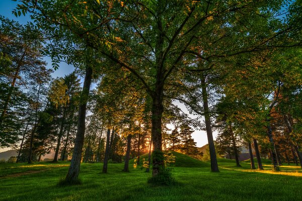 Norwegian forest at sunrise