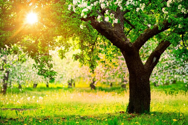 Spring morning with blooming apple trees