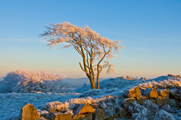 Winter nature wallpapers