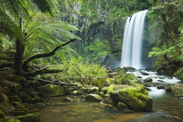 Waterfall in the forest in summer