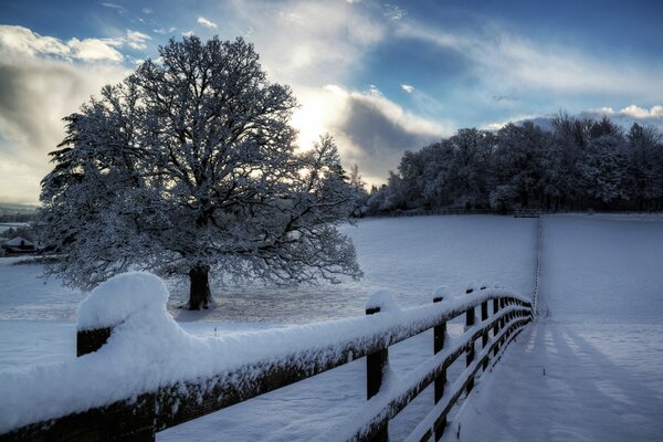 Snow trail. A tree in frost
