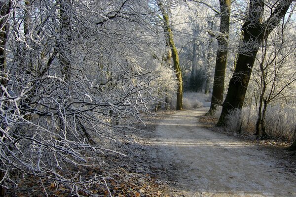 A winter path in the forest leads away into the distance
