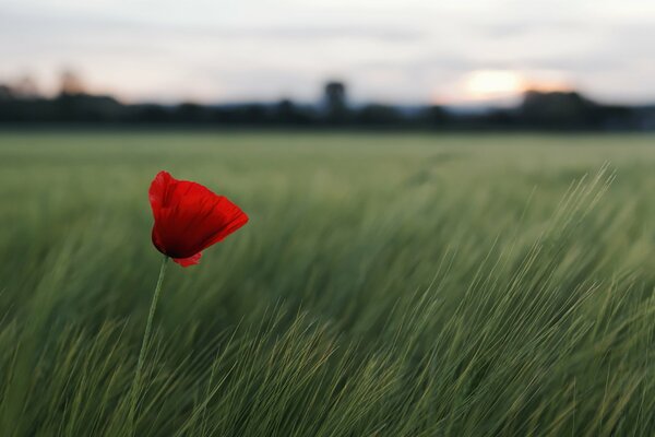 Red flower in the field