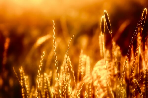 Spikelets at sunset. Grass under the rays of the departing sun
