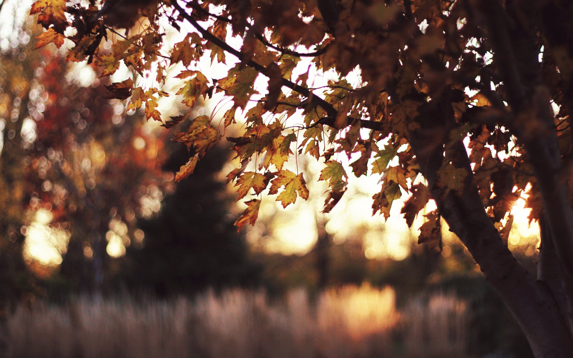 tree end of the summer foliage night sun sunset grass paint reflections light it s time to