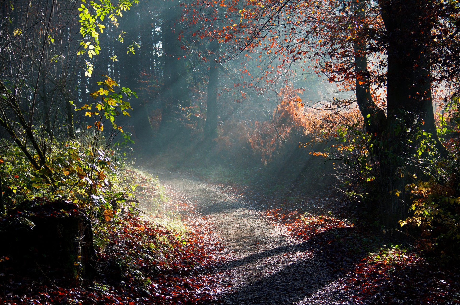 nature autumn tree morning light ray