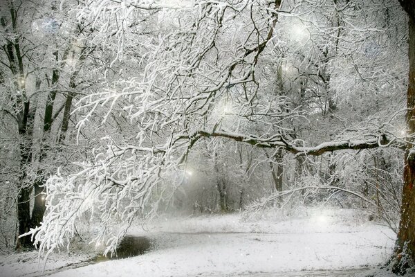 Trees under the snow in the winter forest