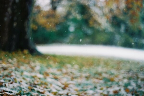Blurry, cold, autumn foliage