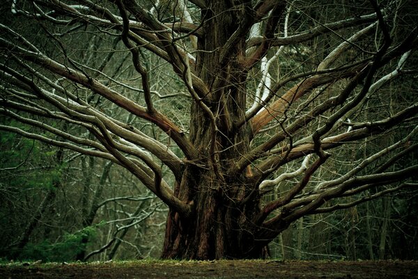 A large tree with spreading branches