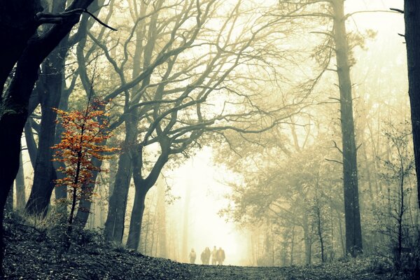 Foggy morning in the forest in autumn
