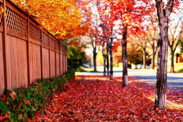 The road on the sidewalk with leaf fall under your feet